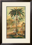 Paradisimo II