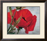Red Poppy