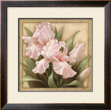 Pretty in Pink Irises