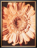 Buy Beautiful Flower I at AllPosters.com