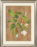 Buy Sumatra Orchids I at AllPosters.com