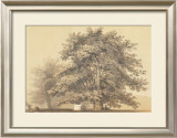 Buy American Sycamore at AllPosters.com