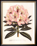 Buy Pink Rhododendron I at AllPosters.com