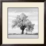 Buy Oak Tree at AllPosters.com