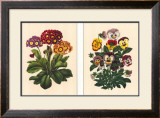 Pansy and Primrose