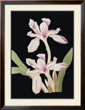 Buy Black Magic II at AllPosters.com