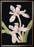 Buy Black Magic II at AllPosters.com