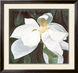 Magnolia Study