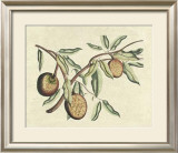 Buy Botanical II at AllPosters.com