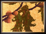 Buy Pin Oak at AllPosters.com