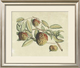 Buy Botanical IV at AllPosters.com