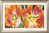 Two Parrot Tulips