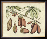 Buy Botanical III at AllPosters.com
