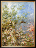 Apple Blossoms