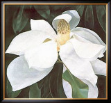 Magnolia Study
