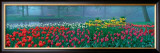 Buy Keukenhof at AllPosters.com