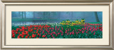 Buy Keukenhof at AllPosters.com