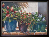 Buy Portulaca in the Sun at AllPosters.com