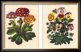 Pansy and Primrose