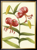 Buy Tiger Lily at AllPosters.com