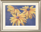 Rudbeckias