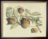Buy Botanical IV at AllPosters.com
