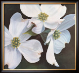 Dogwood Study