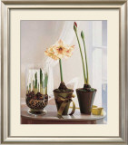 Buy Amaryllus II at AllPosters.com