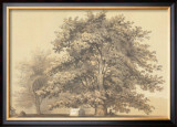 Buy American Sycamore at AllPosters.com