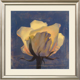 Buy Glowing White Rose at AllPosters.com