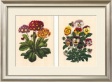 Pansy and Primrose
