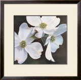 Dogwood Study