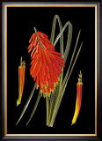 Buy Maui Midnight II at AllPosters.com
