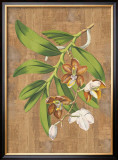 Buy Sumatra Orchids I at AllPosters.com