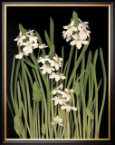 Spray of Narcissus