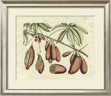Buy Botanical III at AllPosters.com