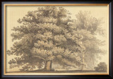 Buy American Oak at AllPosters.com