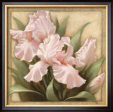 Pretty in Pink Irises