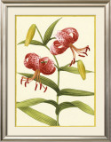 Buy Tiger Lily at AllPosters.com