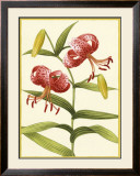 Buy Tiger Lily at AllPosters.com