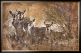 Buy African Savannah I at AllPosters.com
