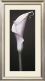 Buy My Small Lily II at AllPosters.com