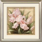 Pretty in Pink Irises