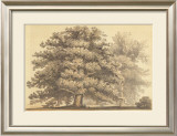 Buy American Oak at AllPosters.com
