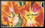 Two Parrot Tulips