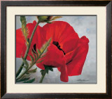 Red Poppy