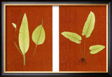 Buy Orient Fern Series at AllPosters.com