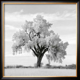 Buy Oak Tree at AllPosters.com