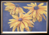 Rudbeckias