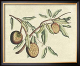 Buy Botanical II at AllPosters.com